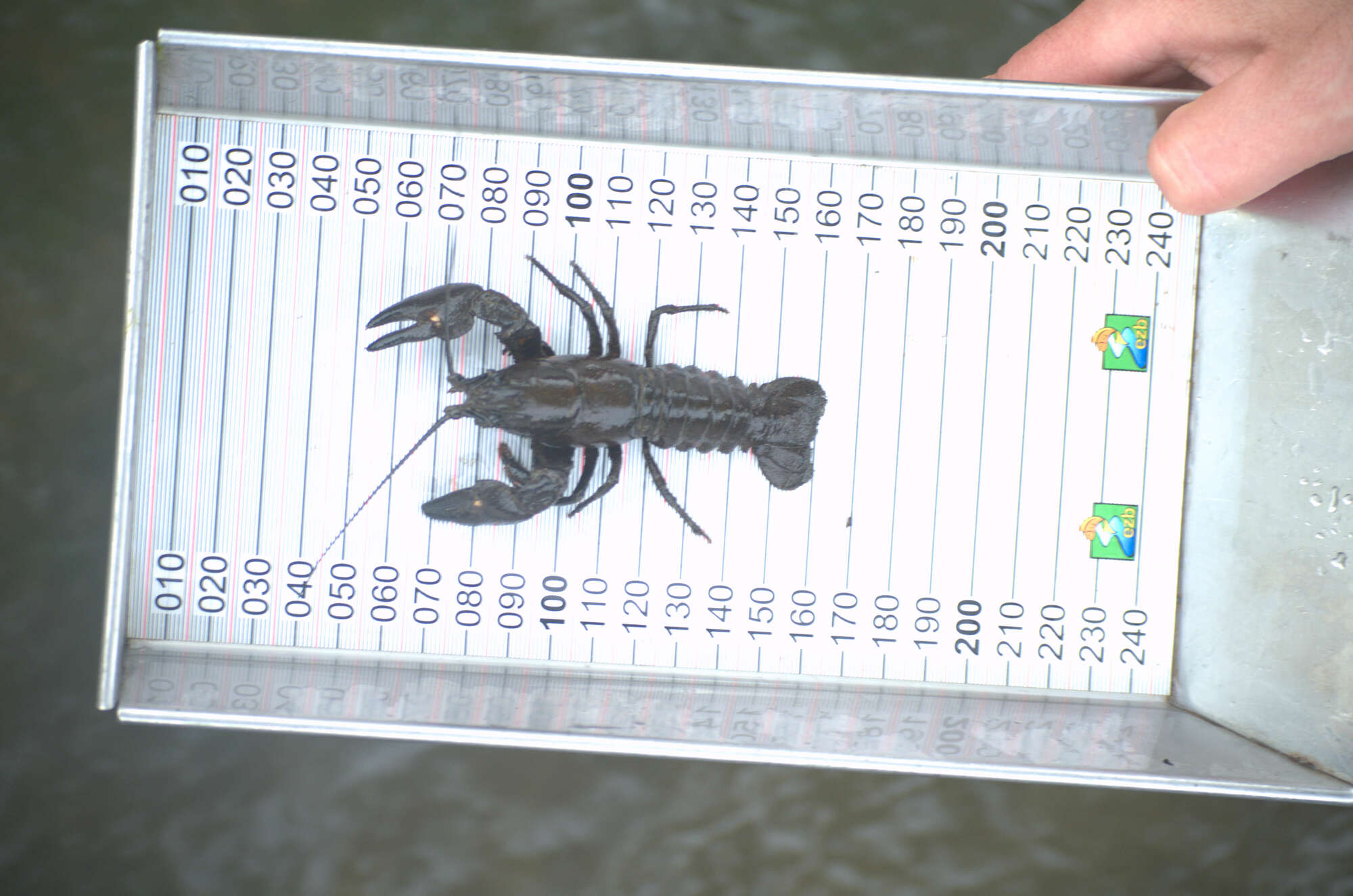 image from Fischbestandserhebung 2021